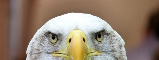 El vuelo del &aacute;guila y los 7 ataques m&aacute;s fulminantes que puedes imaginar