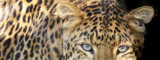 Pelea a muerte: le&oacute;n vs rinoceronte, vs cocodrilo, vs leopardo...