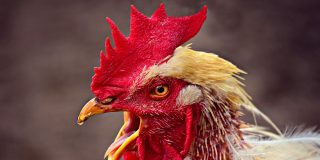 Israel de la Rosa: "La costumbre"