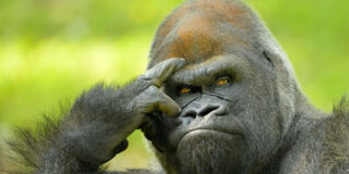 Cuando el gracioso se viste de gorila y se mete en una jaula, le puede pasar esto...