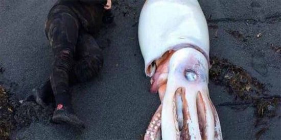 &iexcl;Susto! &iquest;Qu&eacute; har&iacute;as si te encontraras con algo tan enorme?