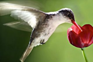 El enigm&aacute;tico ritual de brujer&iacute;a para el amor que est&aacute; extinguiendo a los colibr&iacute;es en M&eacute;xico
