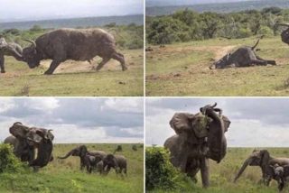 Certezas y patra&ntilde;as de la pelea viral entre la madre elefante y el b&uacute;falo