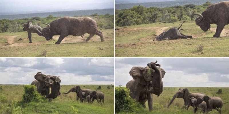 Certezas y patra&ntilde;as de la pelea viral entre la madre elefante y el b&uacute;falo