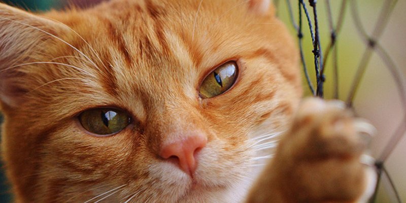 ¿Te gustan los gatos?; pues esta es tu oferta de empleo