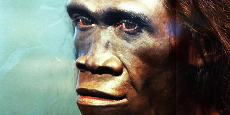 &iquest;Sab&iacute;as que la pereza contribuy&oacute; a la extinci&oacute;n de Homo erectus?