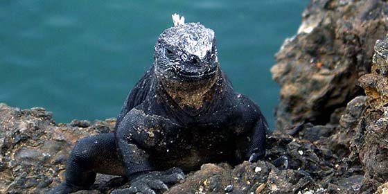 Gal&aacute;pagos: &iexcl;Iguana a la fuga!