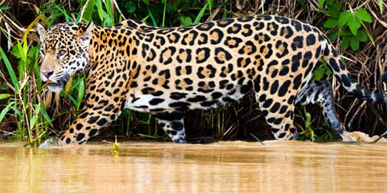 El Jaguar m&aacute;s grande de Am&eacute;rica vive en Honduras