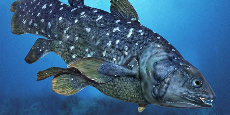 LAS COPLAS DEL PERDEDOR