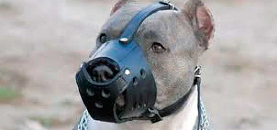 Un feroz pitbull destroza su bozal a mordiscos para defender a su due&ntilde;a de 11 a&ntilde;os