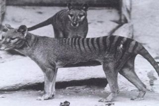 As&iacute; es el primer atlas de mam&iacute;feros vivos y extinguidos por los humanos