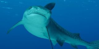 El cazador termina cazado: un tibur&oacute;n es devorado por un pez a&uacute;n m&aacute;s grande