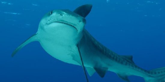 El cazador termina cazado: un tibur&oacute;n es devorado por un pez a&uacute;n m&aacute;s grande