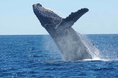 La ballena jorobada emerge de improviso y golpea un bote inflable repleto de turistas aterrados