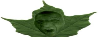 &iquest;El v&iacute;deo que confirma que las plantas sienten dolor?