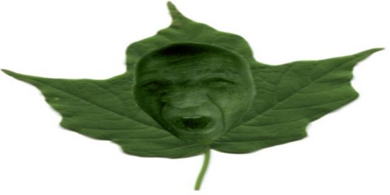 &iquest;El v&iacute;deo que confirma que las plantas sienten dolor?