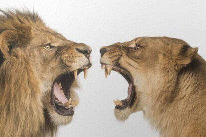 León contra leona