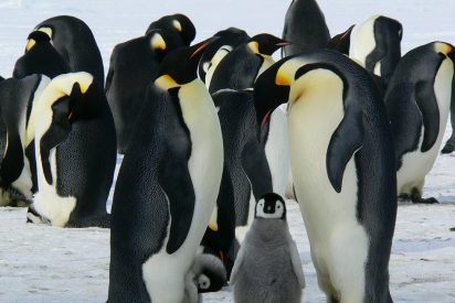 Pareja de pingüinos con cr&iacute;a.