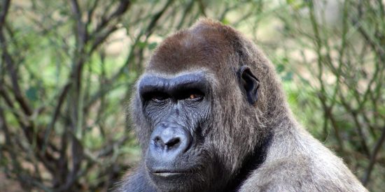 Hombres y Gorilas: una compleja, fascinante y sugestiva relaci&oacute;n de amor y odio