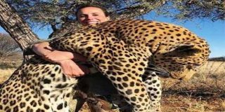 "&iexcl;Encuentren a esta zo**a!": La cazadora que posa con un gran leopardo muerto en sus brazos y "las redes no la perdonan"