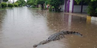 Cocodrilos en las calles de M&eacute;xico tras desbordar un r&iacute;o