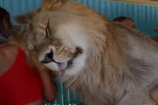 Este le&oacute;n salta a un veh&iacute;culo lleno de turistas y hace esto&hellip;