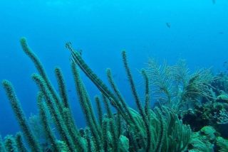 Estas marcas enigm&aacute;ticas en el fondo del Pac&iacute;fico agitan la Red: &iquest;Un ovni, pura geolog&iacute;a o algo m&aacute;s?