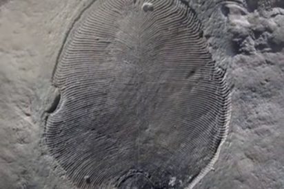 Esta grasa de 558 millones de a&ntilde;os confirma a Dickinsonia como primer animal