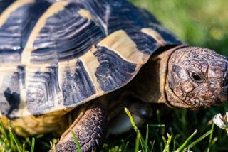 Mujer acude con fuertes dolores a urgencias y le hallan una tortuga muerta en su vagina