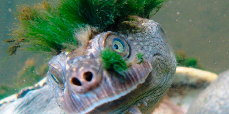 Acude con preocupante lentitud a Urgencias y le encuentran una tortuga en la vagina