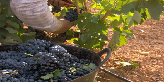 La Ruta del Vino Cigales incorpora a su territorio a Quintanilla de Trigueros