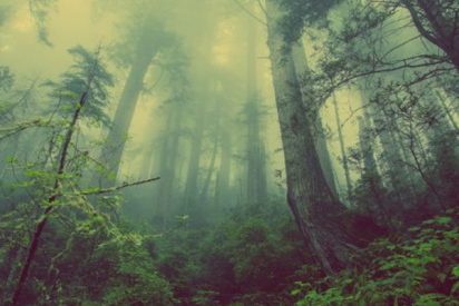Este v&iacute;deo del suelo respirando en un bosque de Canad&aacute; se ha hecho viral y no es para menos, porque es aterrador