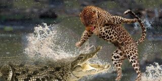 Cocodrilo contra leopardo