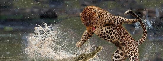 Cocodrilo contra leopardo