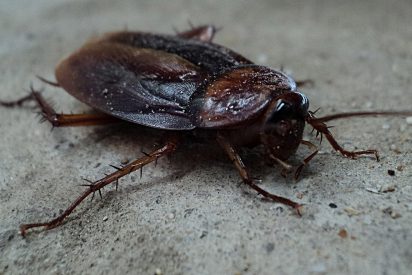 Cucaracha
