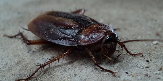 Cucaracha