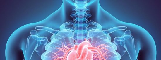 Coraz&oacute;n: curiosidades del &oacute;rgano del que m&aacute;s se habla y nunca descansa