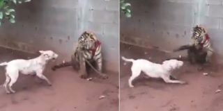 El perro se pone chulo con el joven tigre, porque lo ve encadenado, y acaba de merienda