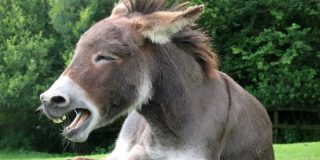 La burra que 'canta &oacute;pera' lo peta en las redes sociales