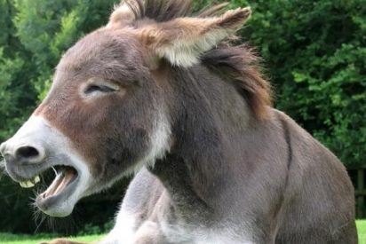 La burra que 'canta &oacute;pera' lo peta en las redes sociales