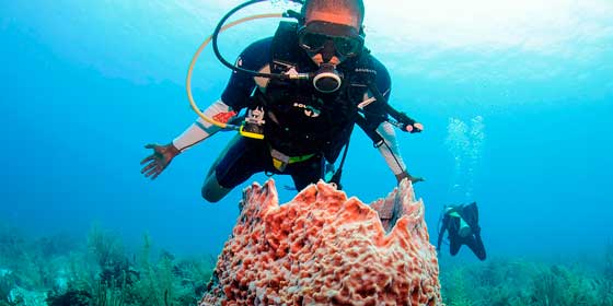 Barrera Coral de Belice