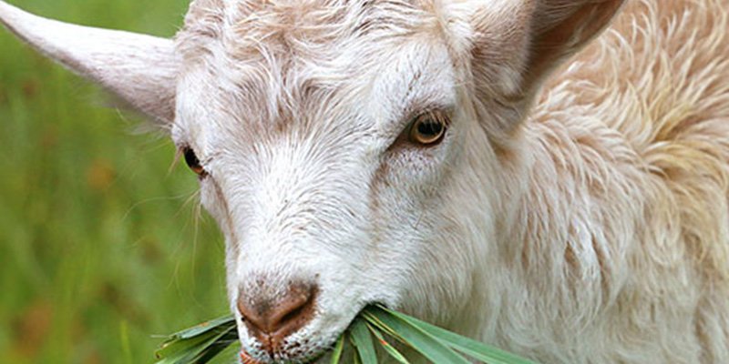 Misterio: Encuentran al menos 10 cabras decapitadas en un r&iacute;o de EE.UU.