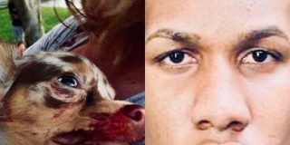 Un francotirador en Florida asesina a un chihuahua que paseaba con su due&ntilde;o