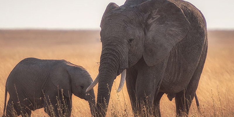 Un pequeño elefante recibe este 'regalo' inesperado de su madre