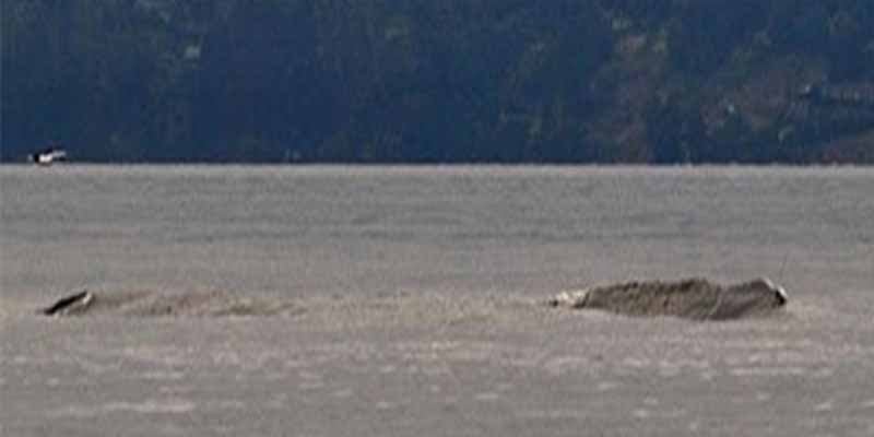 Reaparece en un lago canadiense el legendario monstruo Ogopogo