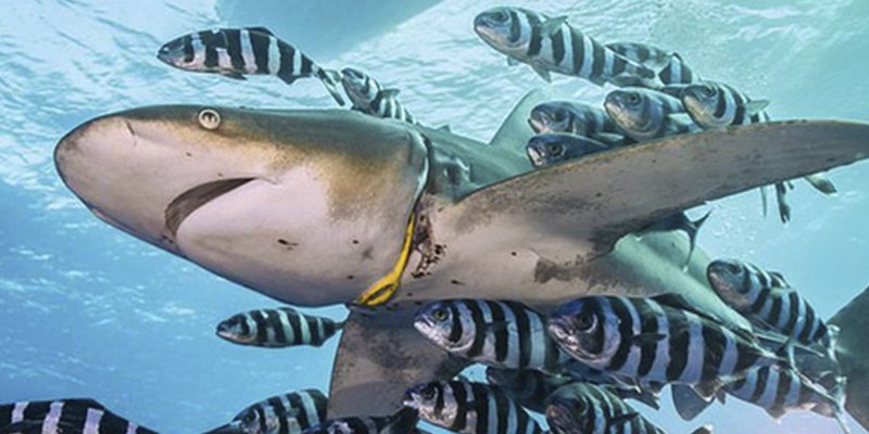 Un simple &rsquo;collar' pl&aacute;stico hiere profundamente a un tibur&oacute;n