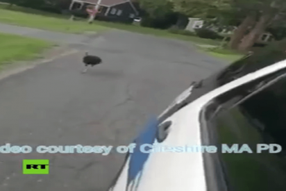 La Polic&iacute;a busca a este pavo por 'acosar' a un coche patrulla