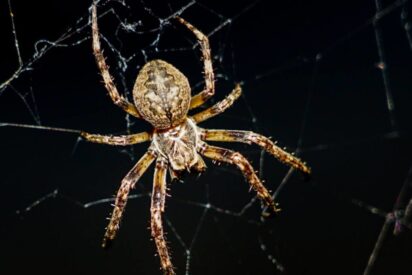 Las ara&ntilde;as: Tejedoras de misterios y fascinaci&oacute;n