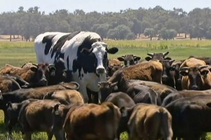 Esta es 'Knickers', la vaca gigante australiana que se ha salvado del matadero por su tama&ntilde;o