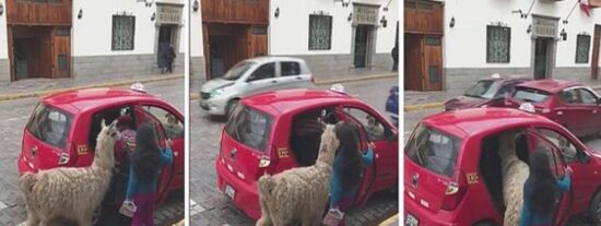 La llama y el taxi